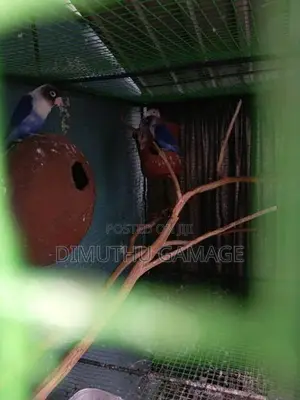 African Love Bird