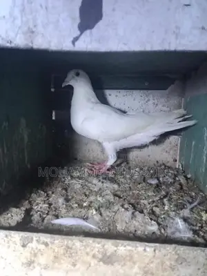 Pigeons