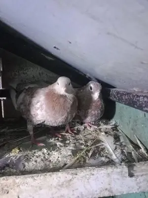 Pigeons
