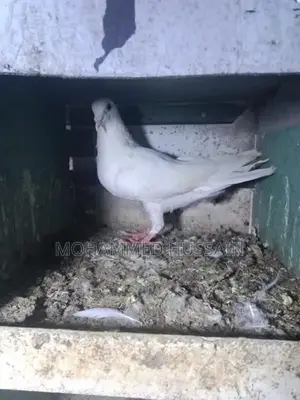 Pigeons