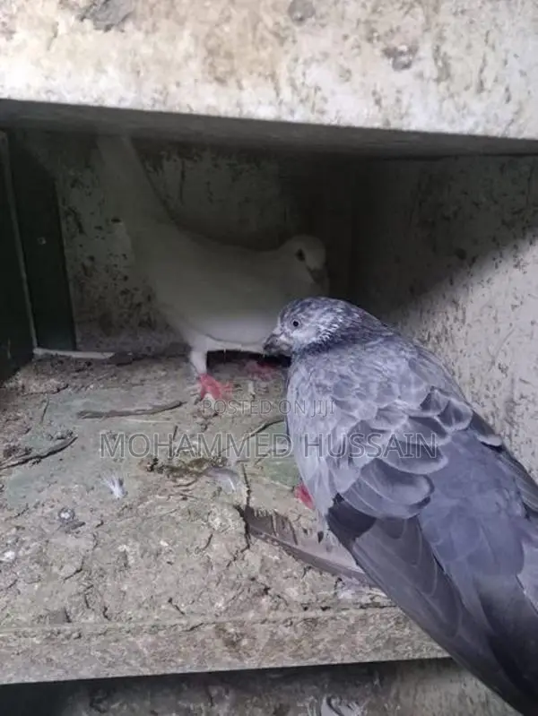 Pigeon