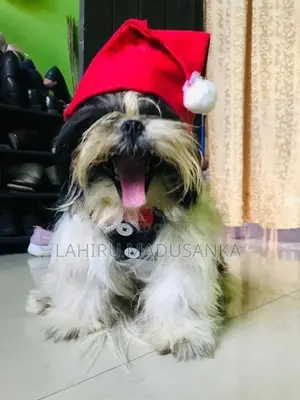 Shih Tzu Puppies