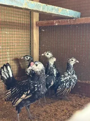 sebrigth chicks
