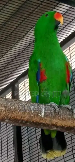 Eclectus Birds