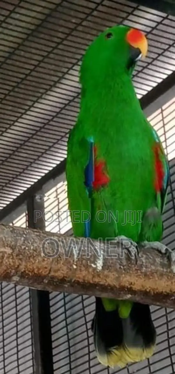 Eclectus Birds