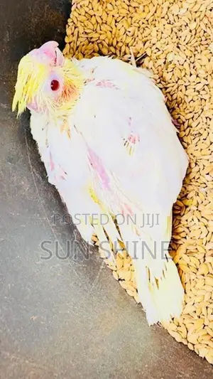 Cockatiel Bird