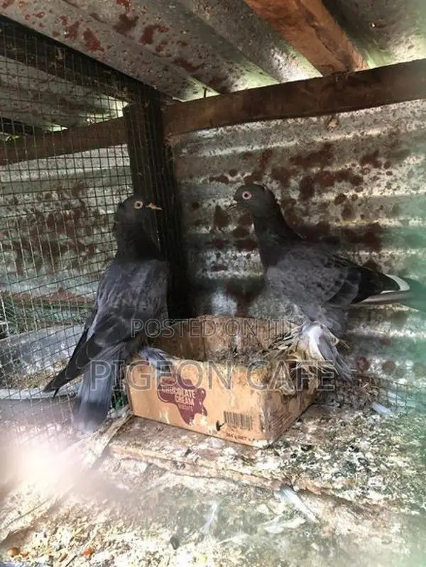 Pigeons