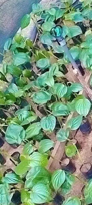 කළු බුලත් පැල