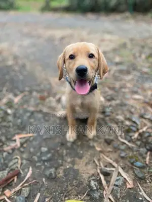 Labrador