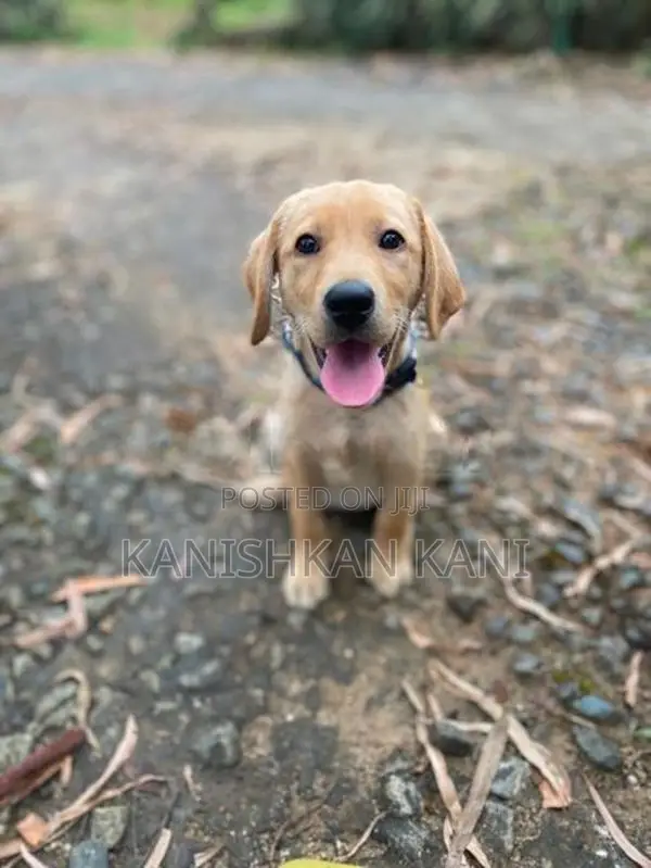 Labrador