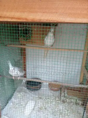 Cockatiel Birds