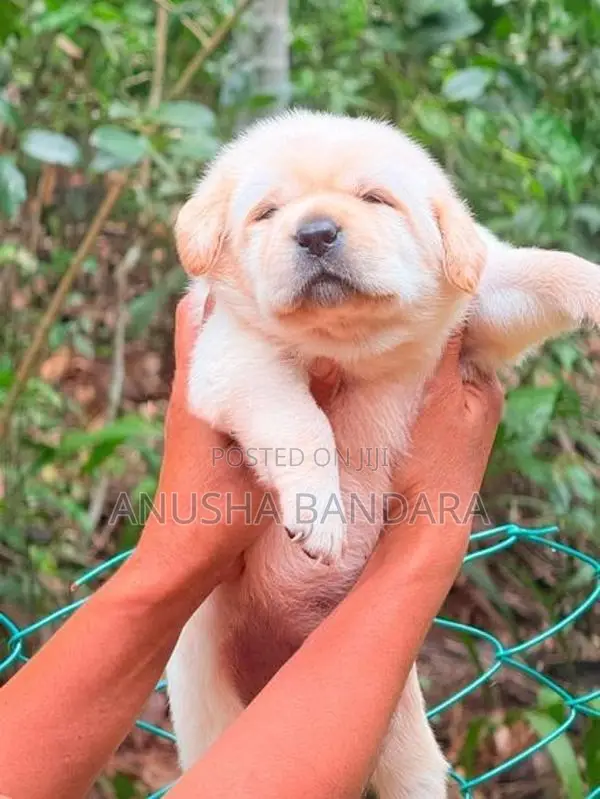 Labrador (Pure Breed)