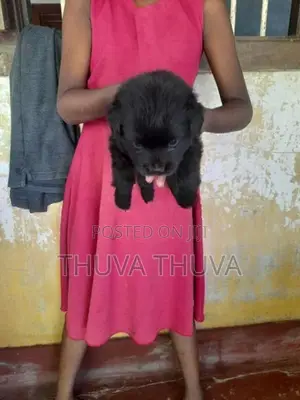 போம்மேரின் Dog
