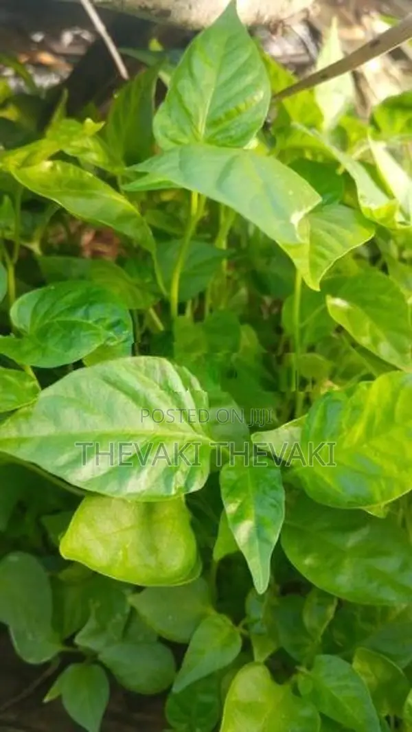 மிளகாய்ச் செடி