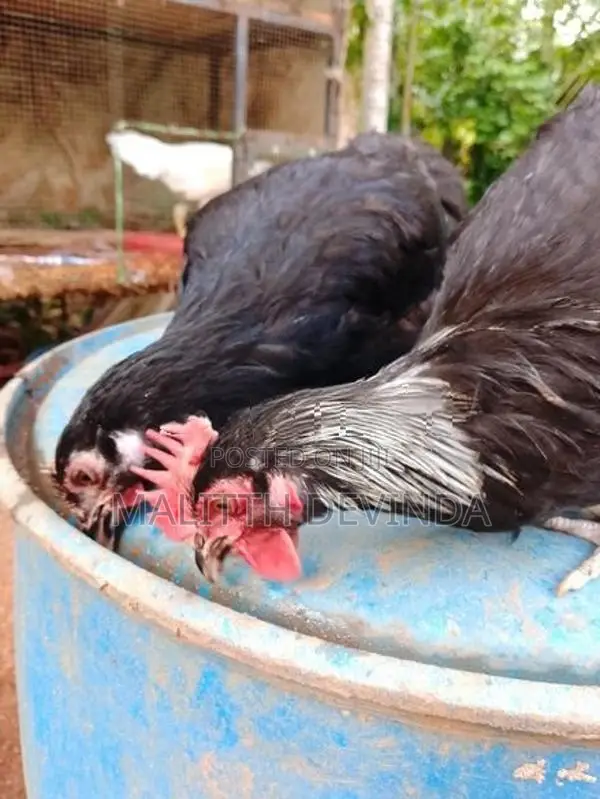 Bantam chicks