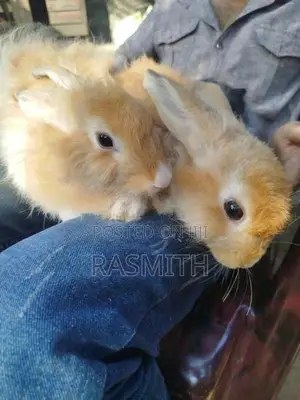 angora rebit