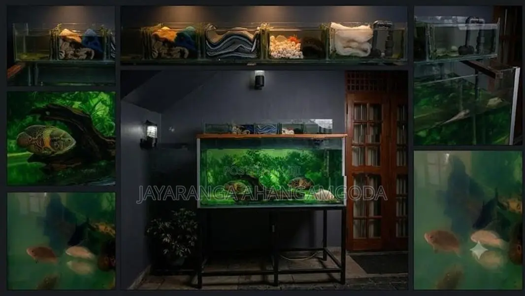 Fish Tank