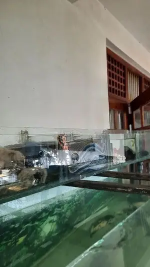 Fish Tank