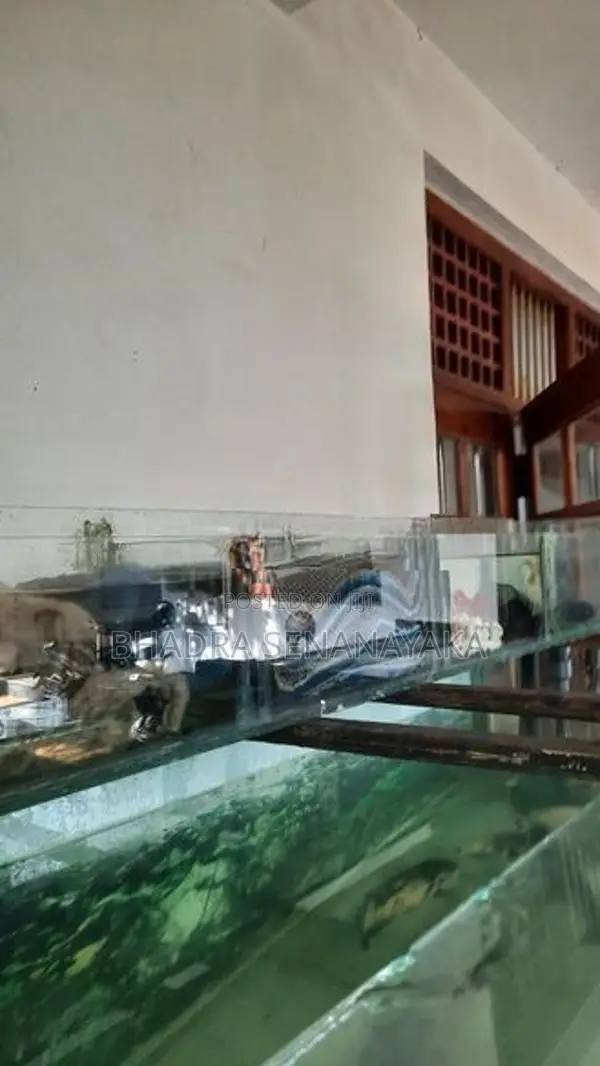 Fish Tank