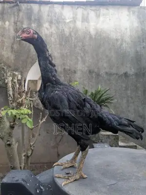 Roosters