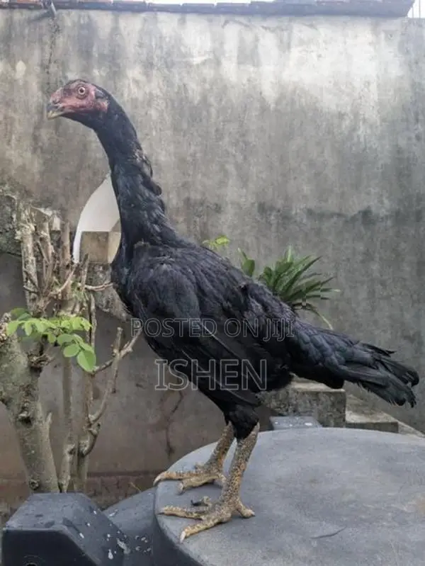Roosters