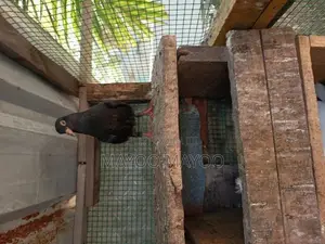 Pigeons