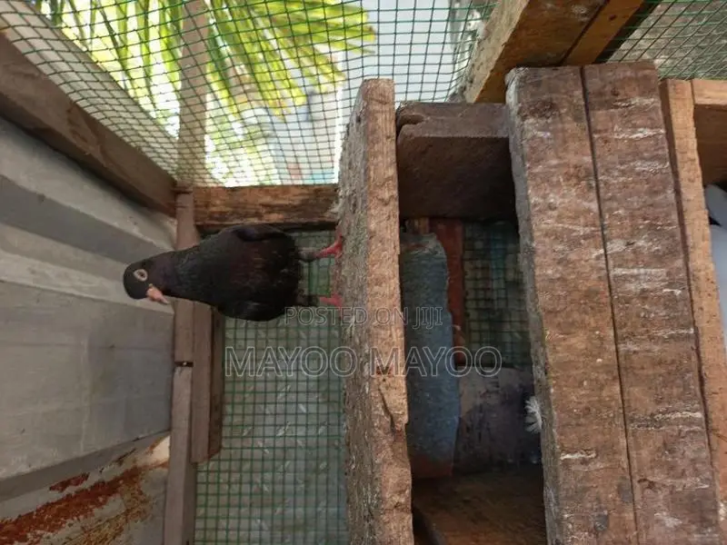 Pigeons