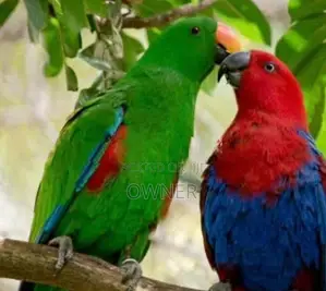 Eclectus birds
