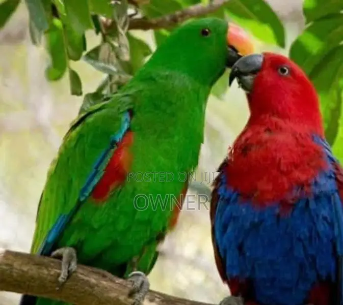 Eclectus birds