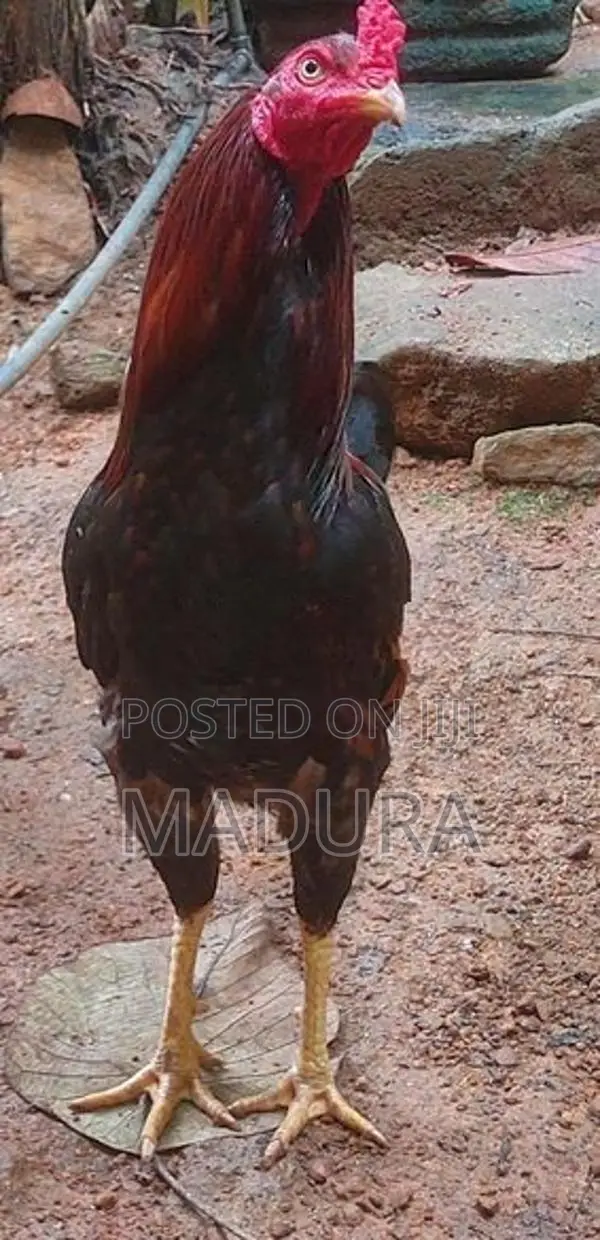 rooster කුකුළා kukula