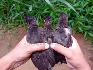 මාස එකහමාර ගම් කුකුළ් පැටවුන් 12 ක්
