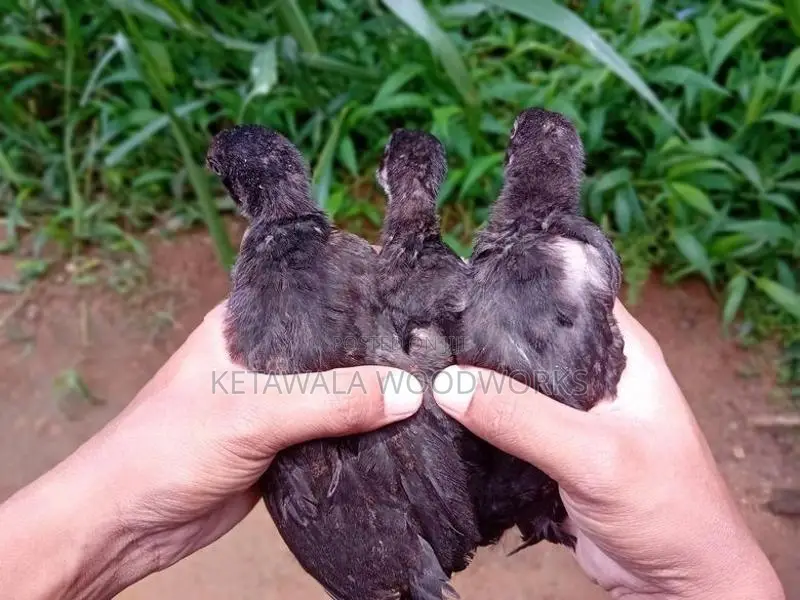 මාස එකහමාර ගම් කුකුළ් පැටවුන් 12 ක්