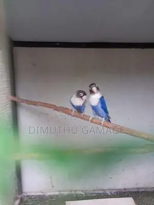 African Love Bird