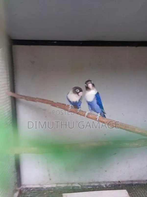 African Love Bird