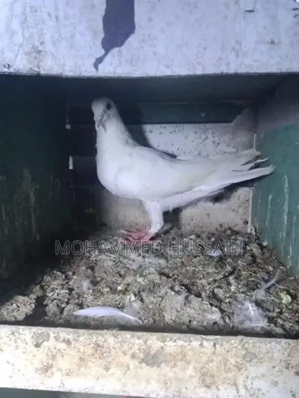 Pigeons
