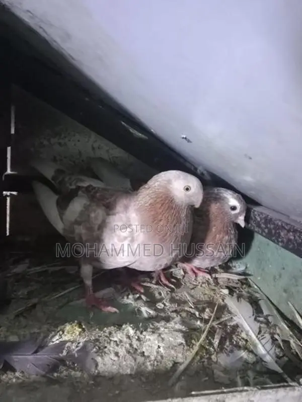 Pigeons