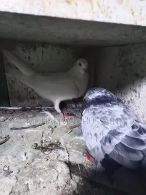 Pigeon