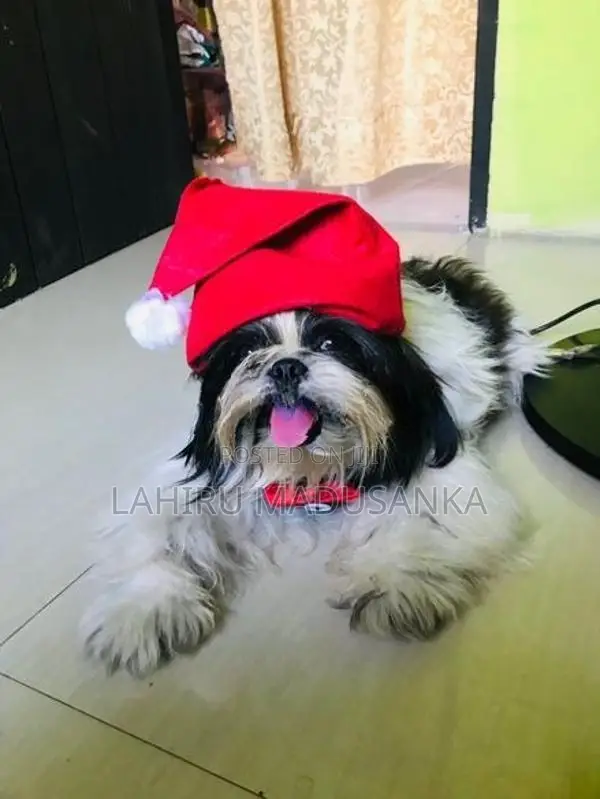 Shih Tzu Puppies