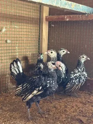 sebrigth chicks