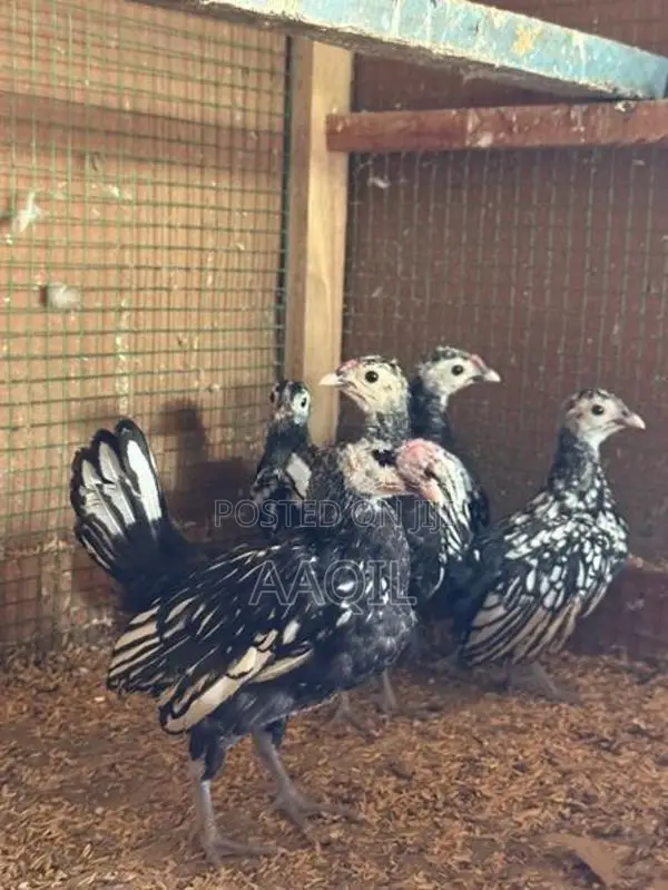 sebrigth chicks