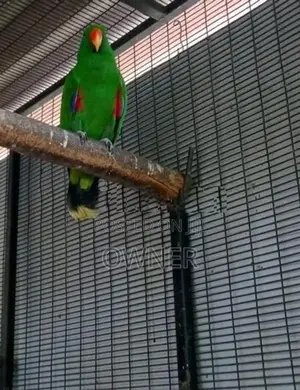Eclectus Birds