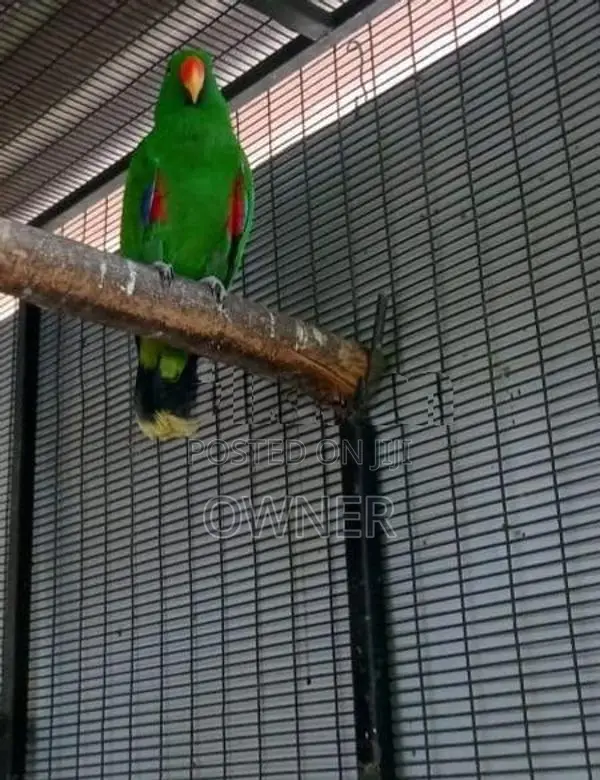 Eclectus Birds