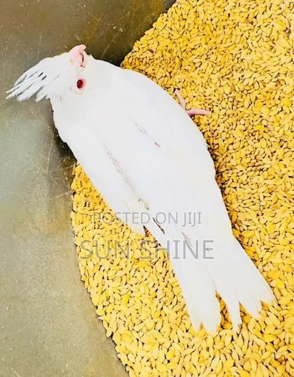 Cockatiel Bird