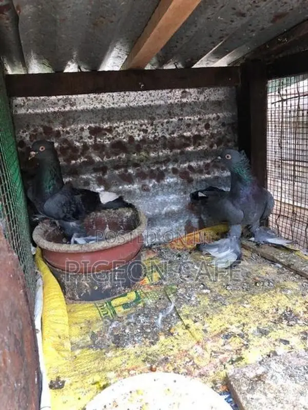 Pigeons