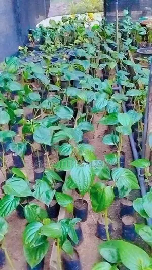 කළු බුලත් පැල