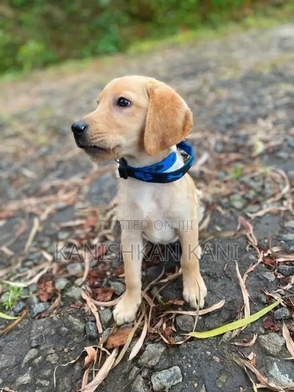 Labrador