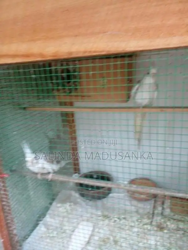 Cockatiel Birds