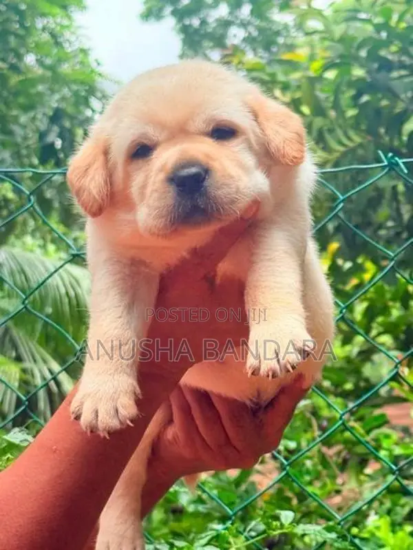 Labrador (Pure Breed)