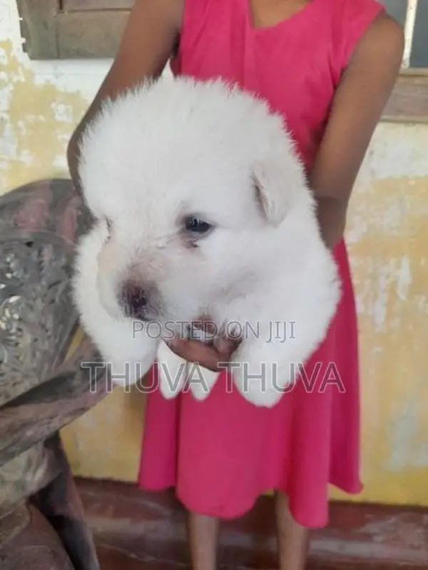 போம்மேரின் Dog