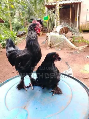 Bantam chicks